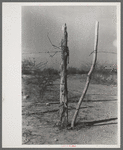 Detail of fence and gate, Laredo, Texas