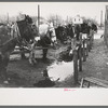 Mules at hitching posts, Eufaula, Oklahoma