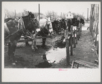 Mules at hitching posts, Eufaula, Oklahoma