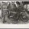 Harnessed mule hitched to muddy wagon, Eufaula, Oklahoma
