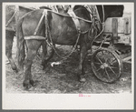 Harnessed mule hitched to muddy wagon, Eufaula, Oklahoma