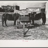 Mules hitched to wagon while farmer attends to his business in town, Eufaula, Oklahoma