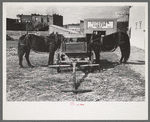 Mules hitched to wagon while farmer attends to his business in town, Eufaula, Oklahoma