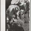 Judging sheep at the San Angelo Fat Stock Show, San Angelo, Texas