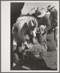 Judging sheep at the San Angelo Fat Stock Show, San Angelo, Texas