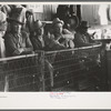 Spectators at auction of horses at the west Texas stockyards, San Angelo, Texas