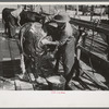 Cowboy washing a Hereford steer which will be shown in the San Angelo Fat Stock Show the following day, San Angelo, Texas