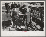 Cowboy washing a Hereford steer which will be shown in the San Angelo Fat Stock Show the following day, San Angelo, Texas