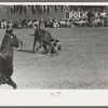 Rodeo performer bulldogging a calf at the rodeo of the San Angelo Fat Stock Show, San Angelo, Texas