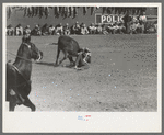 Rodeo performer bulldogging a calf at the rodeo of the San Angelo Fat Stock Show, San Angelo, Texas