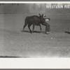 Rodeo performer bulldogging a calf at the rodeo of the San Angelo Fat Stock Show, San Angelo, Texas