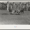 "Wild steer wrestling" at the rodeo of the San Angelo Fat Stock Show, San Angelo, Texas. Two cowboys ride the wild steer between them before one of them dismounts to bulldog the steer