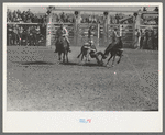 "Wild steer wrestling" at the rodeo of the San Angelo Fat Stock Show, San Angelo, Texas. Two cowboys ride the wild steer between them before one of them dismounts to bulldog the steer