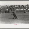 Roped calf during the calf roping contest at the rodeo of the San Angelo Fat Stock Show, San Angelo, Texas