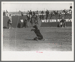 Roped calf during the calf roping contest at the rodeo of the San Angelo Fat Stock Show, San Angelo, Texas