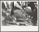 FSA (Farm Security Administration) supervisor examining sheep during a district meeting at San Angelo, Texas