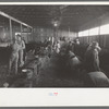 Interior of cattle show barn at San Angelo Fat Stock Show, San Angelo, Texas