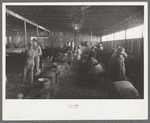 Interior of cattle show barn at San Angelo Fat Stock Show, San Angelo, Texas