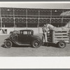 Rodeo performer arriving at the San Angelo Fat Stock Show barn with his horse in trailer, San Angelo, Texas