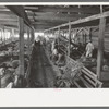 Interior of sheep show barn at San Angelo Fat Stock Show, San Angelo, Texas