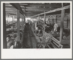 Interior of sheep show barn at San Angelo Fat Stock Show, San Angelo, Texas