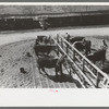 Washing and grooming Hereford cattle at the wash rack at the San Angelo Fat Stock Show, San Angelo, Texas