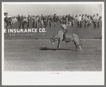 Rodeo performer riding a Brahma bull at the rodeo of the San Angelo Fat Stock Show, San Angelo, Texas