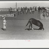 High school horse and his owner-trainer at the rodeo of the San Angelo Fat Stock Show, San Angelo, Texas