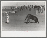 High school horse and his owner-trainer at the rodeo of the San Angelo Fat Stock Show, San Angelo, Texas