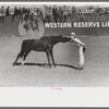 High school horse and his owner-trainer at the rodeo of the San Angelo Fat Stock Show, San Angelo, Texas