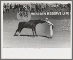 High school horse and his owner-trainer at the rodeo of the San Angelo Fat Stock Show, San Angelo, Texas