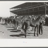 Lineup of horses being judged at the San Angelo Fat Stock Show, San Angelo, Texas
