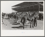 Lineup of horses being judged at the San Angelo Fat Stock Show, San Angelo, Texas