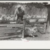 Separating goats to be shown from these which will wait until later, ranch of rehabilitation borrower in Kimble County, Texas