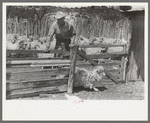 Separating goats to be shown from these which will wait until later, ranch of rehabilitation borrower in Kimble County, Texas