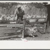 Separating goats to be shown from these which will wait until later, ranch of rehabilitation borrower in Kimble County, Texas