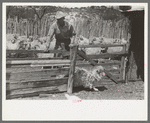 Separating goats to be shown from these which will wait until later, ranch of rehabilitation borrower in Kimble County, Texas