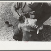 Painting a newly-born kid for identification purposes, ranch of rehabilitation borrower in Kimble County, Texas