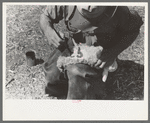 Painting a newly-born kid for identification purposes, ranch of rehabilitation borrower in Kimble County, Texas