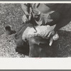 Painting a newly-born kid for identification purposes, on ranch of rehabilitation borrower, in Kimble County, Texas