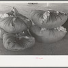 Bundles of scored wool at wool scouring plant at San Marcos, Texas