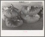 Bundles of scored wool at wool scouring plant at San Marcos, Texas