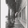 Palm-lined sidewalk at Tempe, Arizona. Irrigation combined with tropical heat produces a luxuriant growth in this section