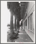 Palm-lined sidewalk at Tempe, Arizona. Irrigation combined with tropical heat produces a luxuriant growth in this section