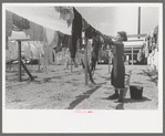 Wife of migratory worker hanging up laundry at the Agua Fria Migratory Labor Camp, Arizona