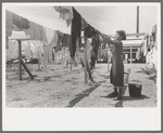 Wife of migratory worker hanging up laundry at the Agua Fria Migratory Labor Camp, Arizona