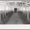 Dairy cattle eating while being milked, Casa Grande Valley Farms, Pinal County, Arizona