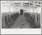 Dairy cattle eating while being milked, Casa Grande Valley Farms, Pinal County, Arizona