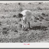 Woman living on the Casa Grande Valley Farms in Pinal County, Arizona, picking strawberries. Members of this cooperative project have both cooperative gardens and small individual plots for raising specialty crops for home consumption