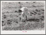 Woman living on the Casa Grande Valley Farms in Pinal County, Arizona, picking strawberries. Members of this cooperative project have both cooperative gardens and small individual plots for raising specialty crops for home consumption